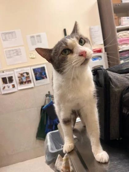 A senior small-sized male Domestic Medium Hair cat named Eres for adoption in Honolulu, HI
