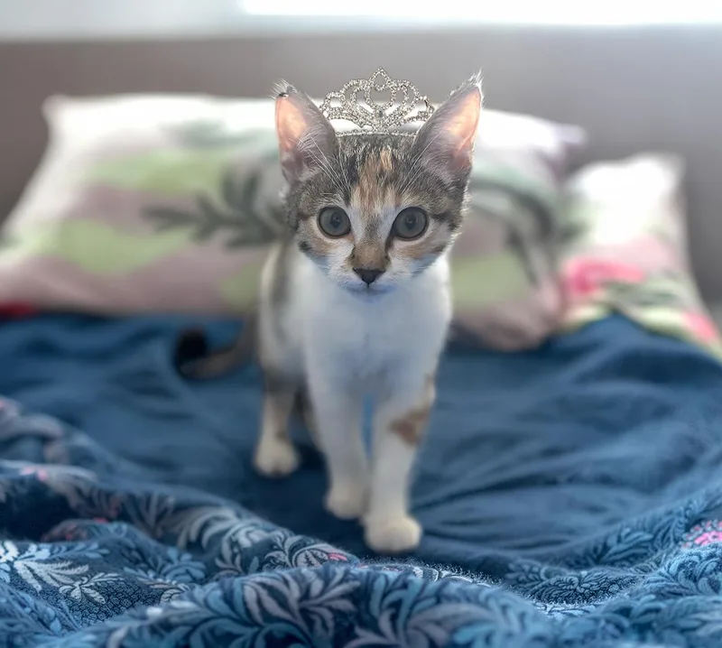 A baby small-sized female Calico Domestic Short Hair cat named Mimi for adoption in Durham, NC