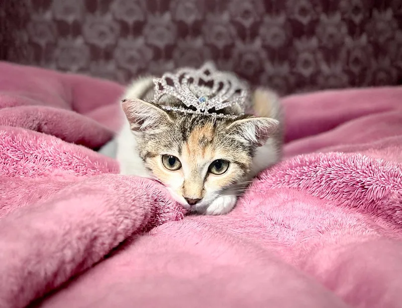 Mimi thumbnail 4