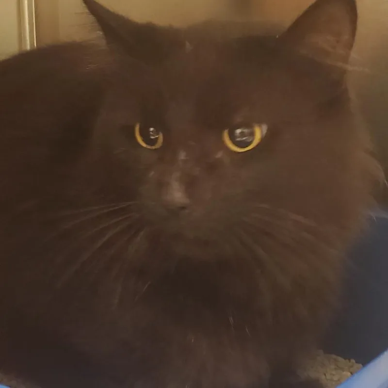 An adult medium-sized male Black Domestic Short Hair cat named Billy Bob for adoption in Novelty, OH