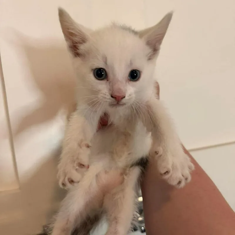 A baby small-sized male White Domestic Short Hair cat named Paul for adoption in Forest Park, IL