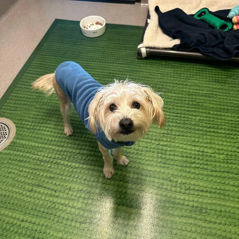 An adult small-sized male White / Cream Mixed Breed dog named Rayne for adoption in Playa Vista, CA