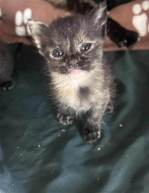 A baby small-sized female Domestic Short Hair cat named Sasha for adoption in Riverside, CA