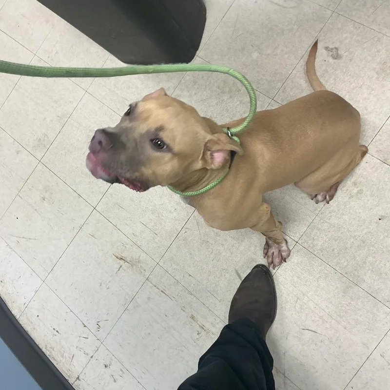 A young medium-sized male Yellow / Tan / Blond / Fawn Pit Bull Terrier dog named Biscuit for adoption in St Joseph, MO