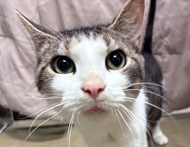 An adult medium-sized male Tabby (Brown / Chocolate) Domestic Short Hair cat named Heimdall for adoption in Columbus, IN