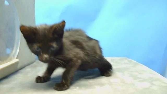 A baby small-sized female Domestic Short Hair cat named Binx for adoption in Gardena, CA