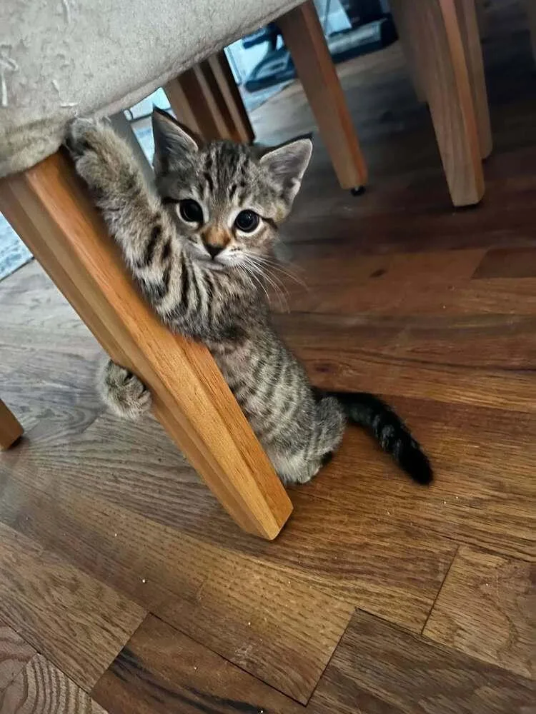 A baby small-sized male Tabby (Brown / Chocolate) Domestic Short Hair cat named Oliver for adoption in DELTONA, FL