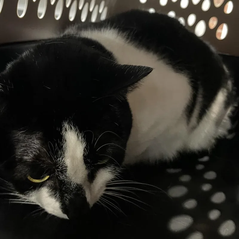 An adult large-sized female Domestic Short Hair cat named Bessie for adoption in Allentown, PA