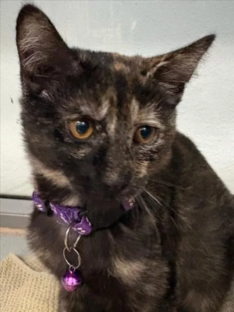 A baby small-sized female Domestic Short Hair cat named Dolly for adoption in Tracy, CA