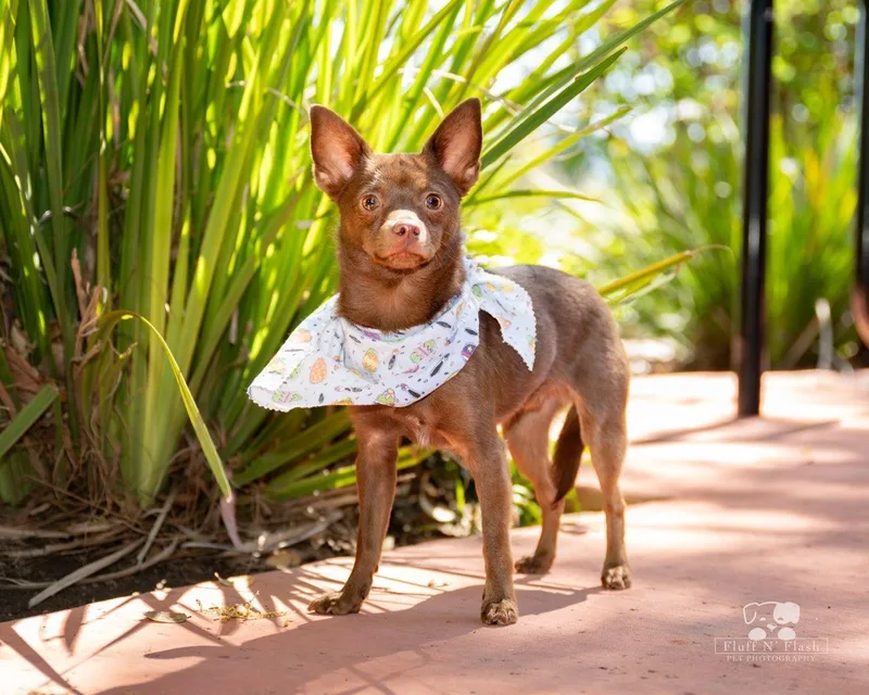A young small-sized male Chihuahua dog named Chee chee for adoption in Mentone, CA
