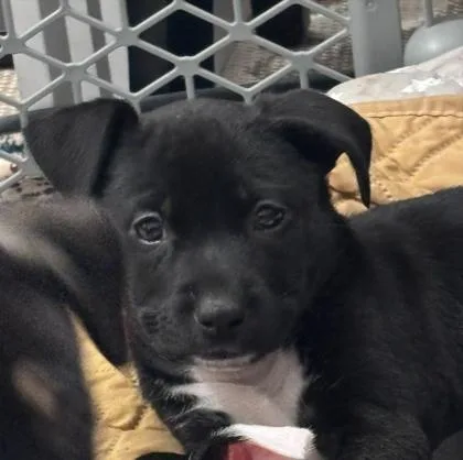 A baby small-sized female Mixed Breed dog named Sodium for adoption in Chamblee, GA