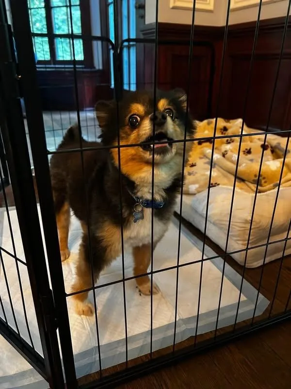 An adult small-sized female Pomeranian dog named Cannoli for adoption in Solon, OH