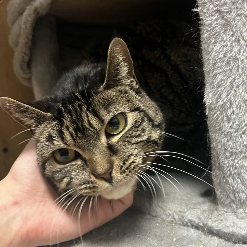An adult large-sized female Tabby (Brown / Chocolate) Domestic Short Hair cat named Kiddo for adoption in Spokane, WA