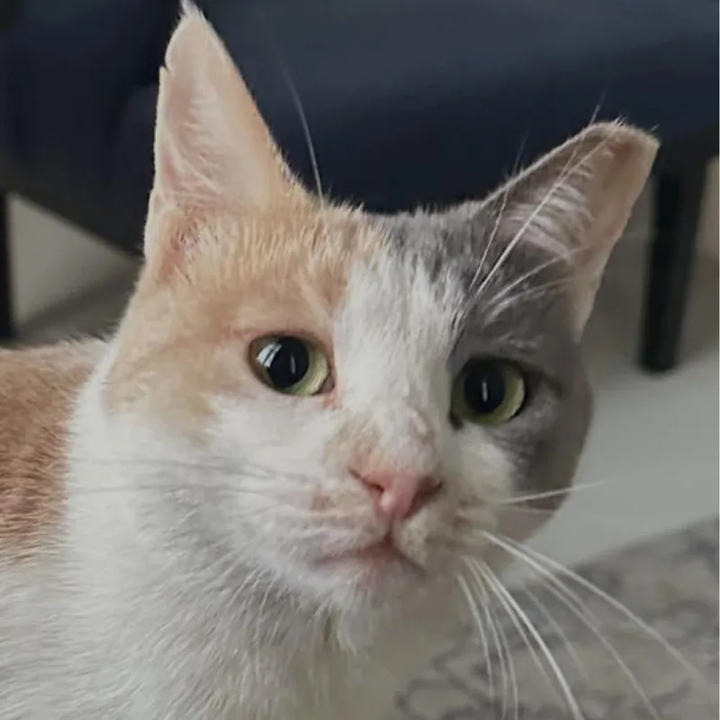 An adult medium-sized female White Domestic Short Hair cat named Misty for adoption in Chattanooga, TN