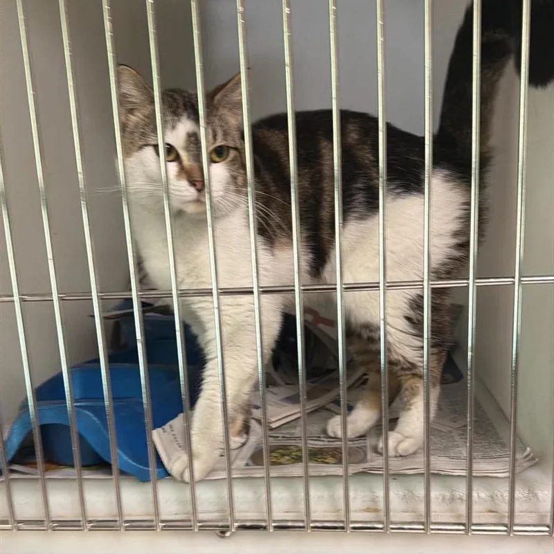 A young medium-sized male Gray / Blue / Silver Domestic Short Hair cat named Paul for adoption in Washington, DC