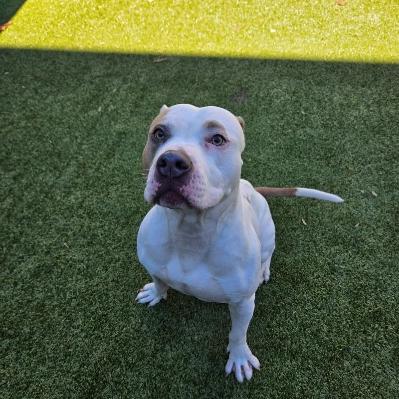 An adult medium-sized male White / Cream Pit Bull Terrier dog named Asteroid for adoption in Greensboro, NC