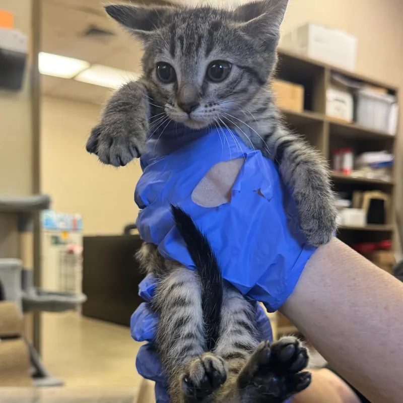 A baby small-sized female Brown / Chocolate Domestic Short Hair cat named Pearl for adoption in Birmingham, AL