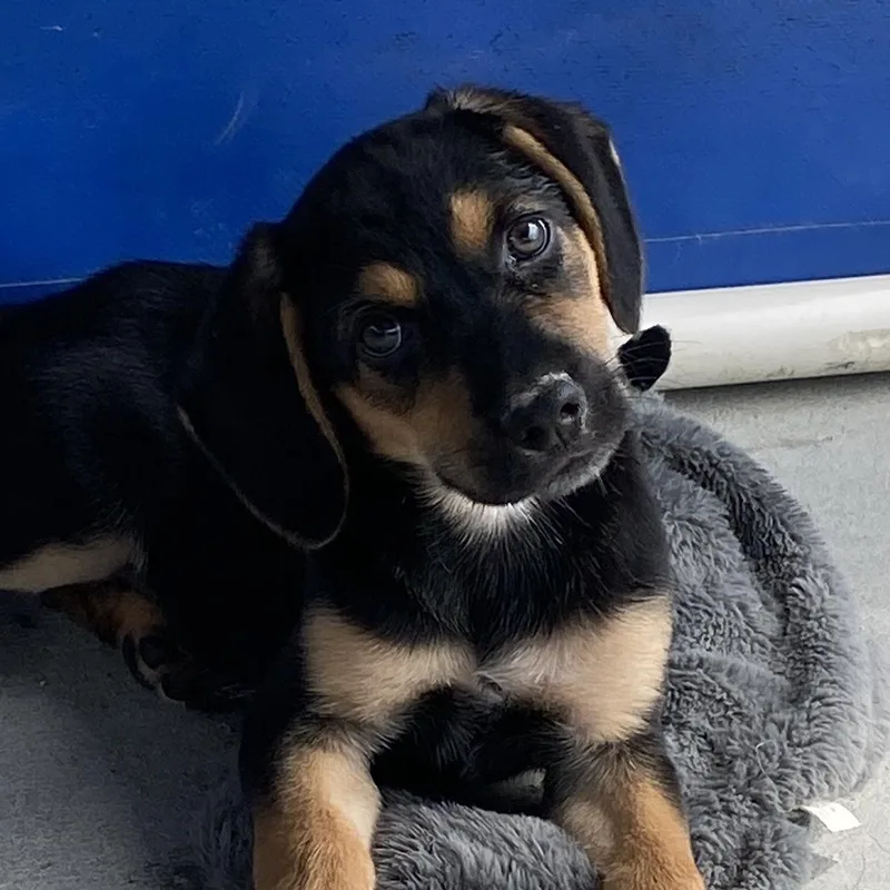 A baby medium-sized male Brown / Chocolate Beagle dog named Gunnar for adoption in Hartford, KY