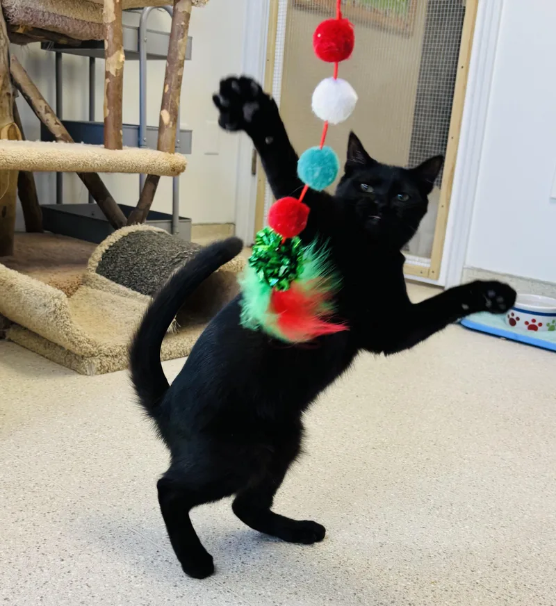 A young medium-sized female Black Domestic Short Hair cat named Shady for adoption in Cincinnati, OH