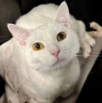 An adult medium-sized male Domestic Short Hair cat named Aj for adoption in Lansing, MI