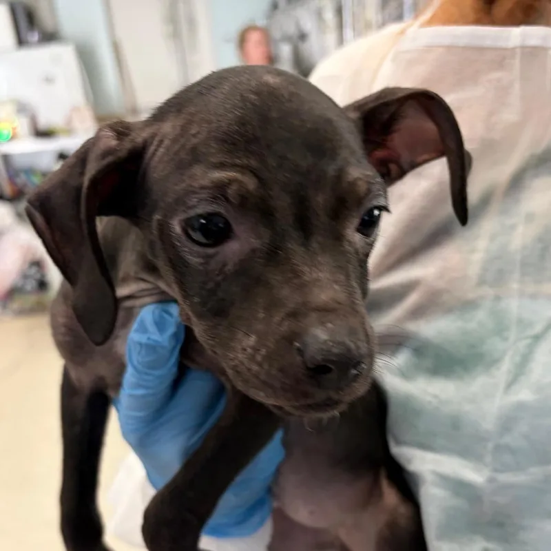 A baby small-sized female Black Mixed Breed dog named Jumbo for adoption in Charleston, WV