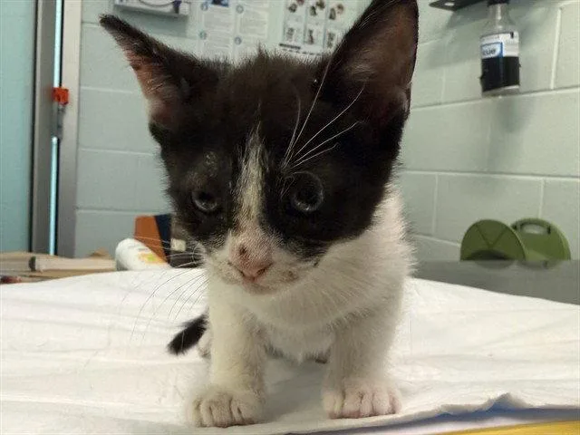 A baby small-sized male Black & White / Tuxedo Domestic Short Hair cat named Crab for adoption in Tavares, FL