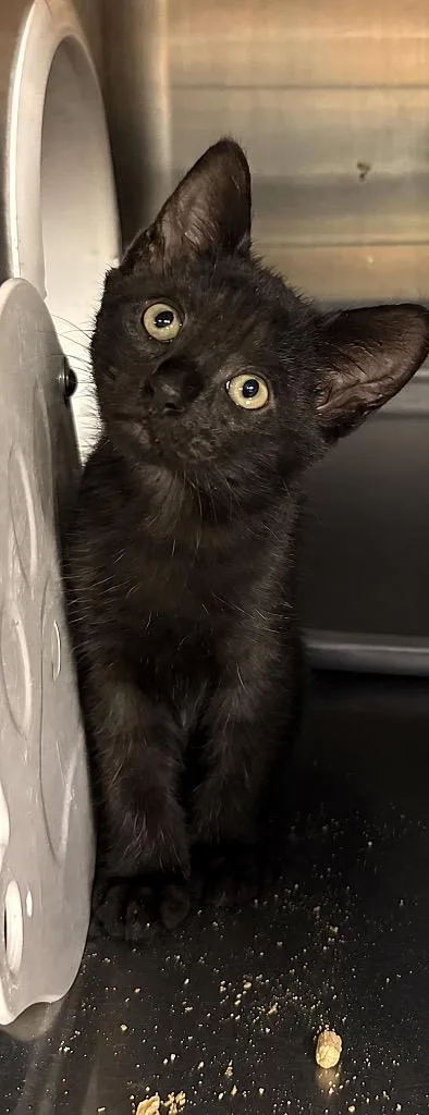 Hera
