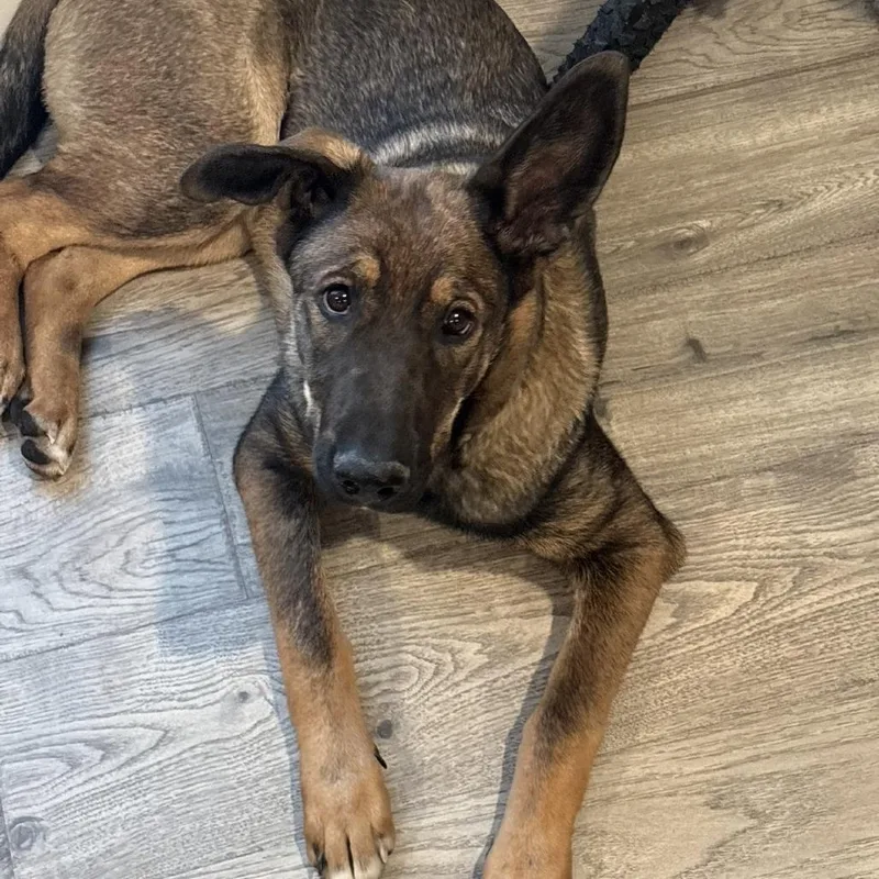A young medium-sized female Sable German Shepherd Dog dog named Stella for adoption in Tulsa, OK