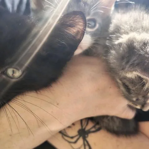 A baby small-sized female Gray / Blue / Silver Domestic Medium Hair cat named Sheldon for adoption in Ashtabula, OH
