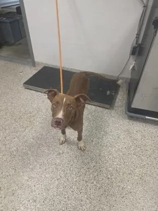 A baby medium-sized male Terrier dog named Shooter for adoption in Gastonia, NC