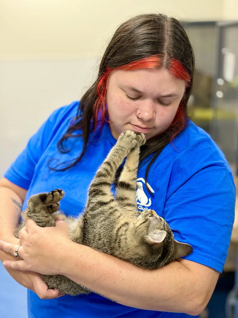 A baby medium-sized female Domestic Short Hair cat named Cannoli for adoption in West Cornwall, CT