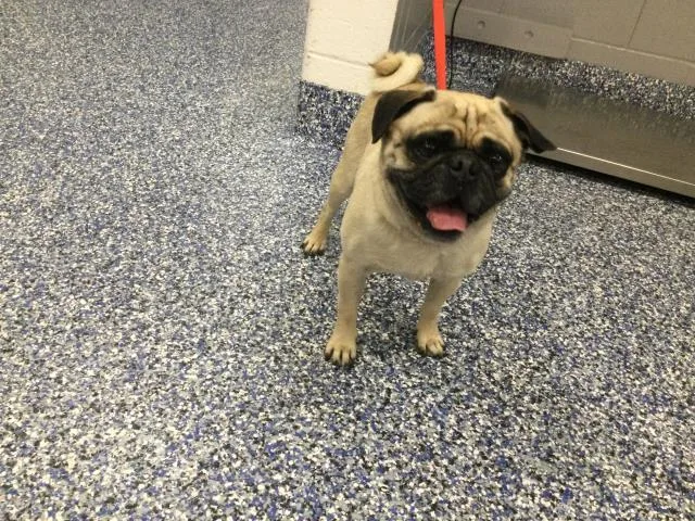 An adult small-sized male Pug dog named Jerry for adoption in Thousand Palms, CA