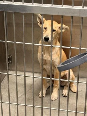 A young small-sized female Labrador Retriever dog named Lulu for adoption in San Martin, CA