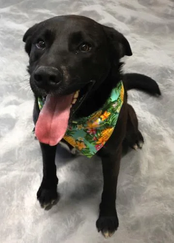 An adult large-sized male Labrador Retriever dog named Blue for adoption in Thief River Falls, MN