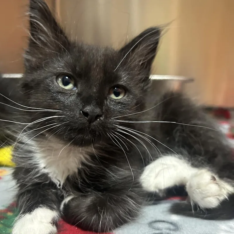 A baby small-sized male Black Domestic Medium Hair cat named Leo for adoption in Pensacola, FL