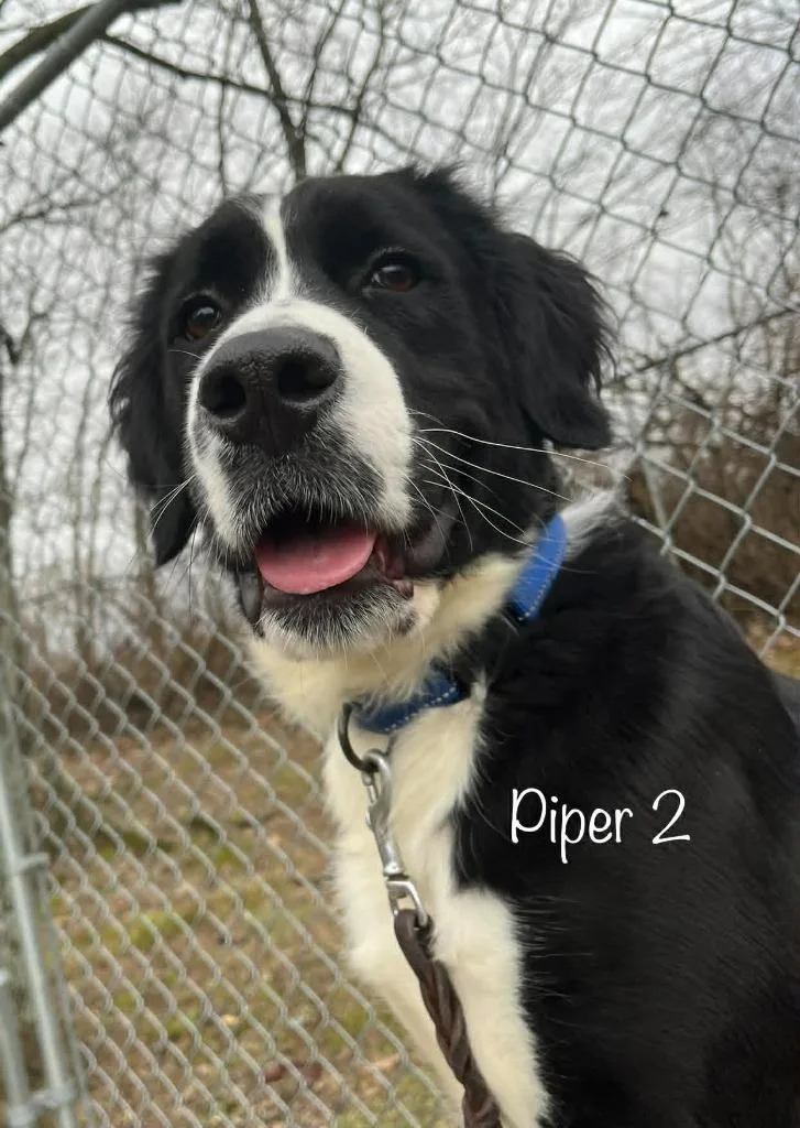 Piper