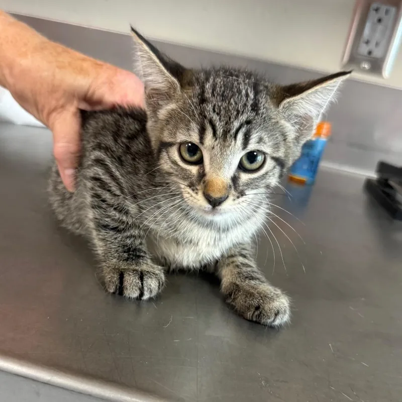 A baby small-sized female Gray / Blue / Silver Domestic Short Hair cat named Abigail for adoption in Ponca City, OK