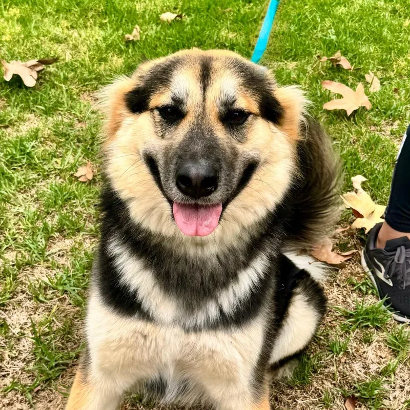 An adult medium-sized female German Shepherd Dog dog named Bellie Chino Hills for adoption in Chino Hills, CA