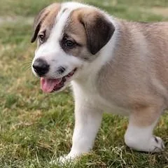 Papi