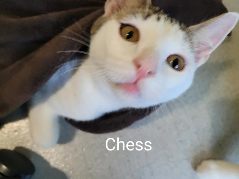 Chess Steck. thumbnail 2