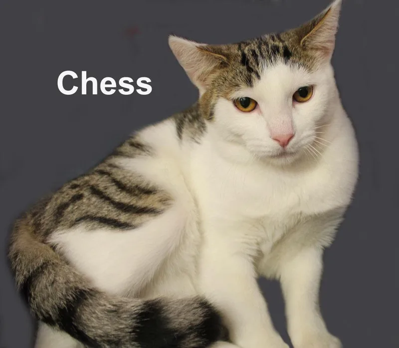 Chess Steck. thumbnail 3