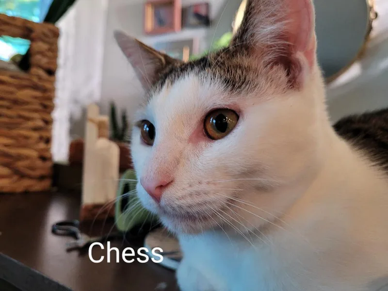 Chess Steck. thumbnail 4