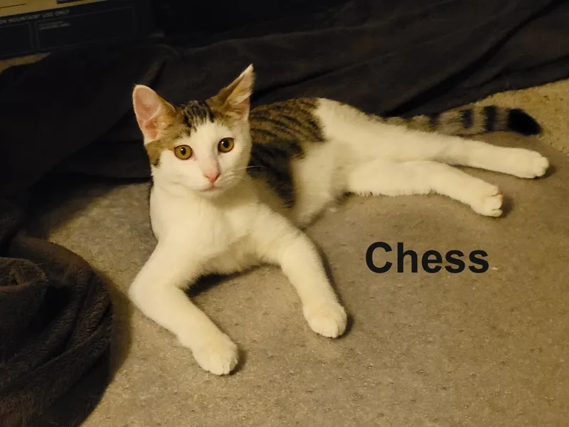 Chess Steck. thumbnail 5