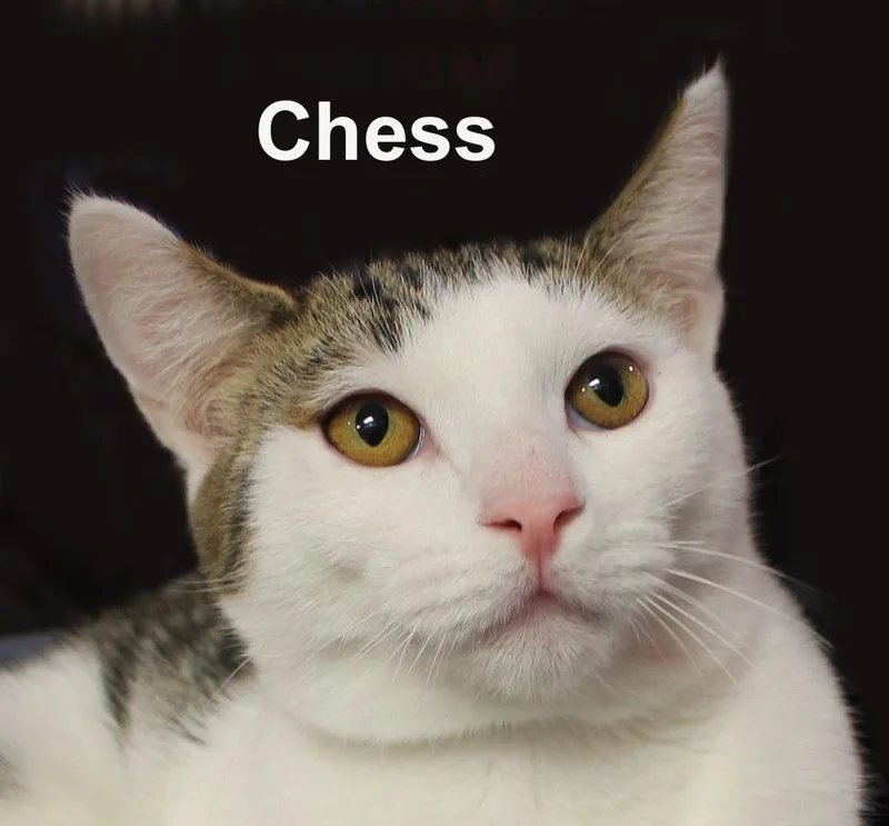 Chess Steck. thumbnail 6