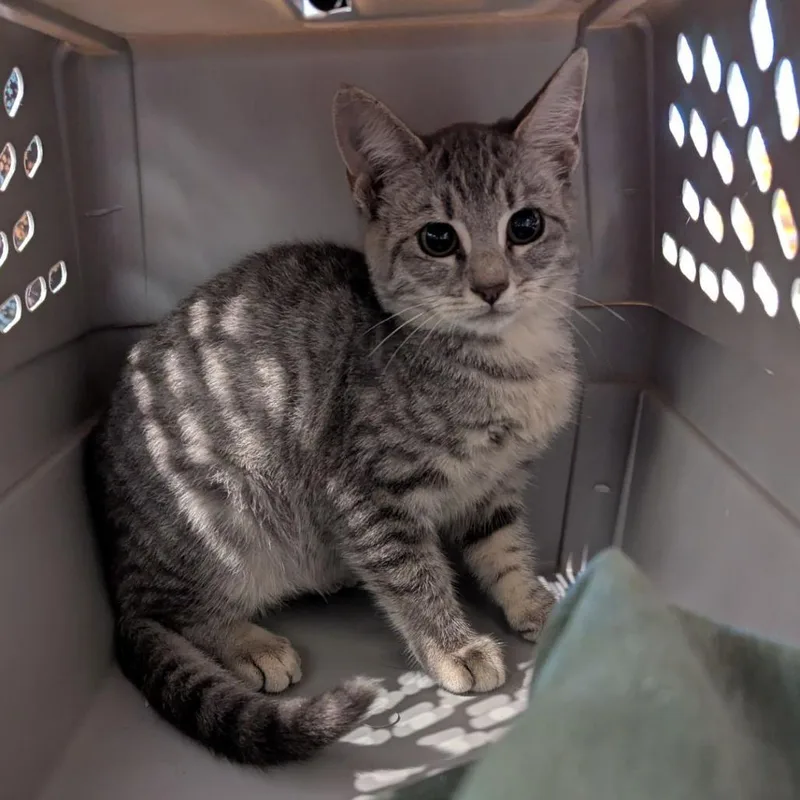 A baby small-sized female Gray / Blue / Silver Domestic Short Hair cat named Wonder for adoption in Lynchburg, VA