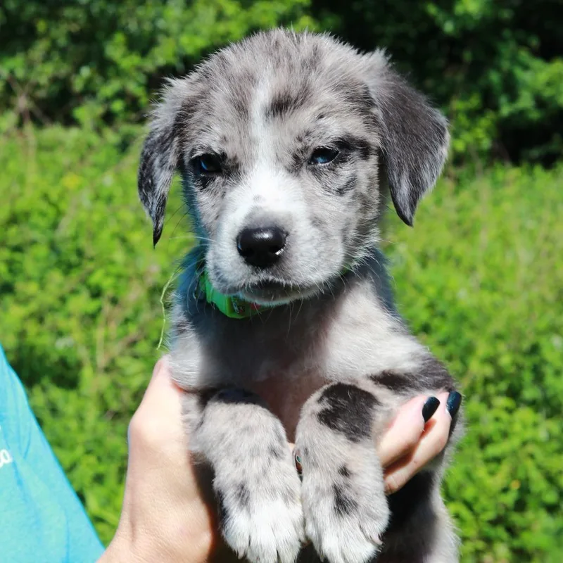 A baby medium-sized male Black Border Collie dog named Ct Frosted Flakes Avail for adoption in Stormville, NY