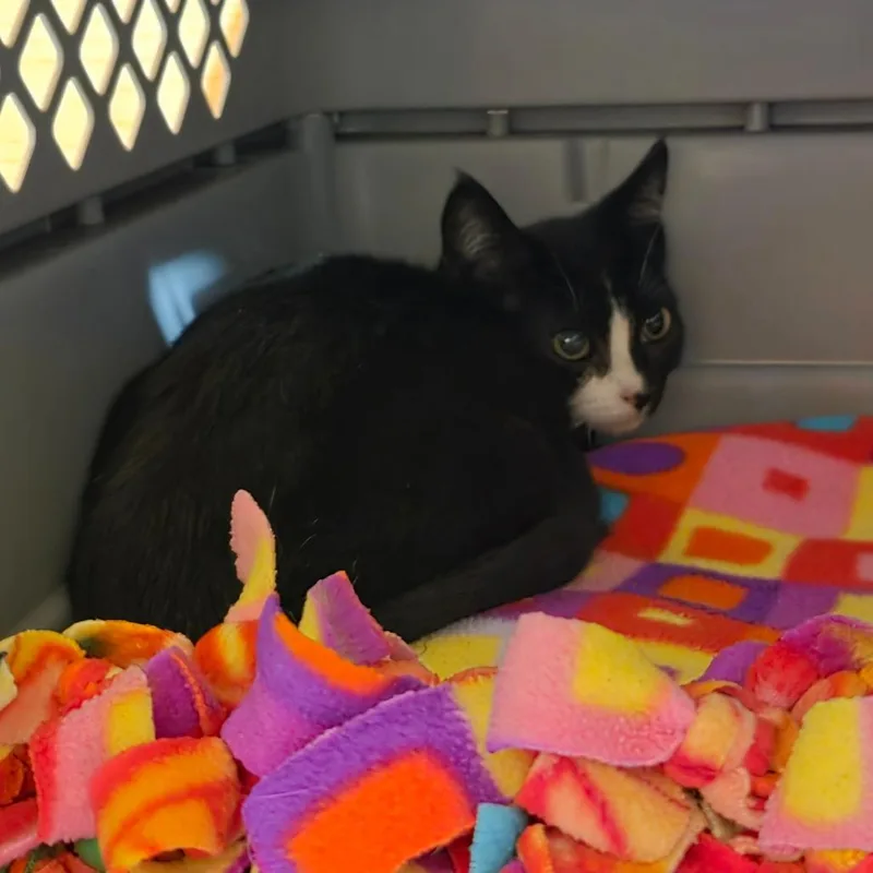 A baby small-sized male Black Domestic Short Hair cat named Ghostface C for adoption in Princeton, MN