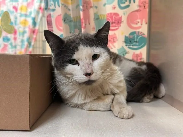 A young medium-sized male Domestic Short Hair cat named Eugene for adoption in Fairfield, CA