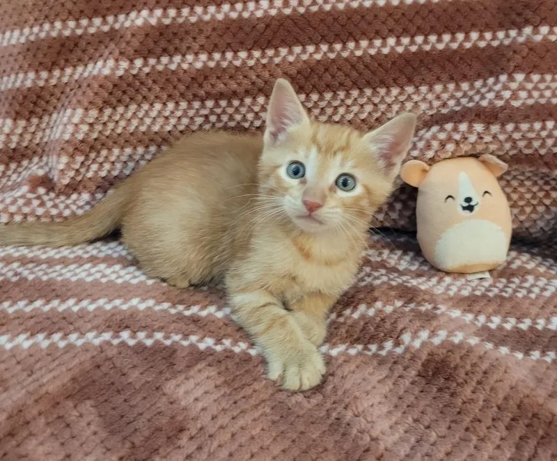 A baby small-sized male Orange & White American Shorthair cat named Stewie for adoption in Tampa, FL