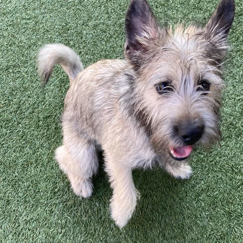 A young small-sized male Apricot / Beige Cairn Terrier dog named Magnus for adoption in Long Beach, CA